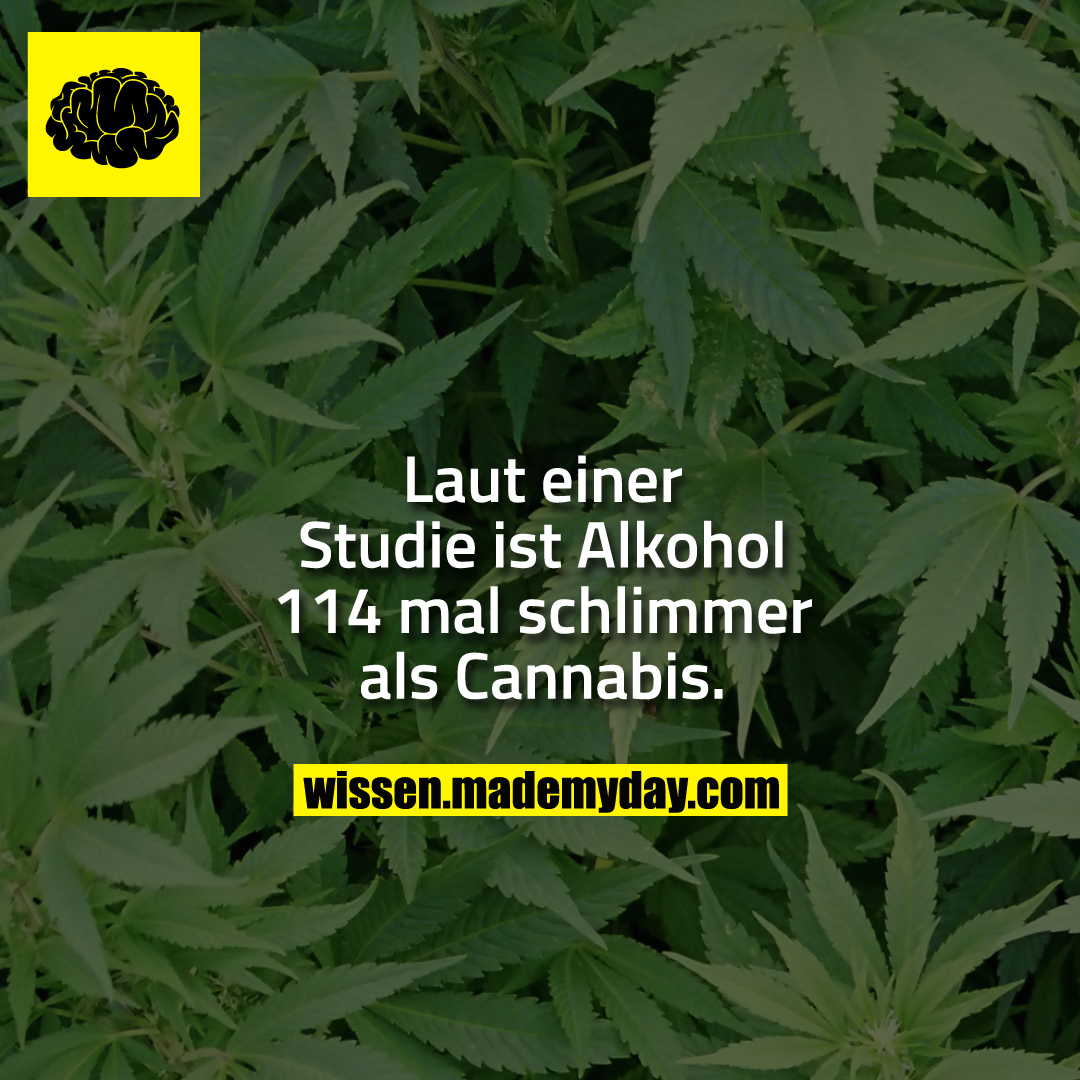 Laut einer Studie ist Alkohol 114 mal schlimmer als Cannabis.