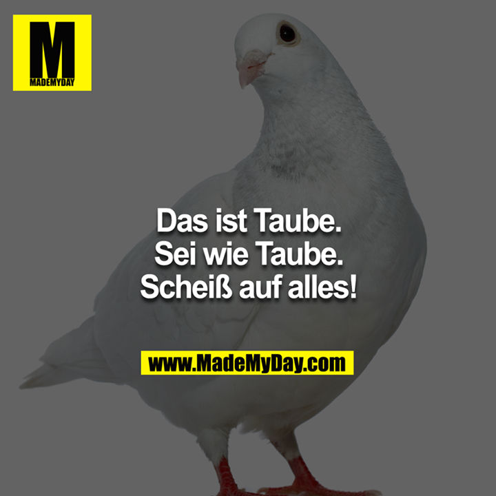 Das ist Taube.<br />
Sei wie Taube.<br />
Scheiß auf alles!