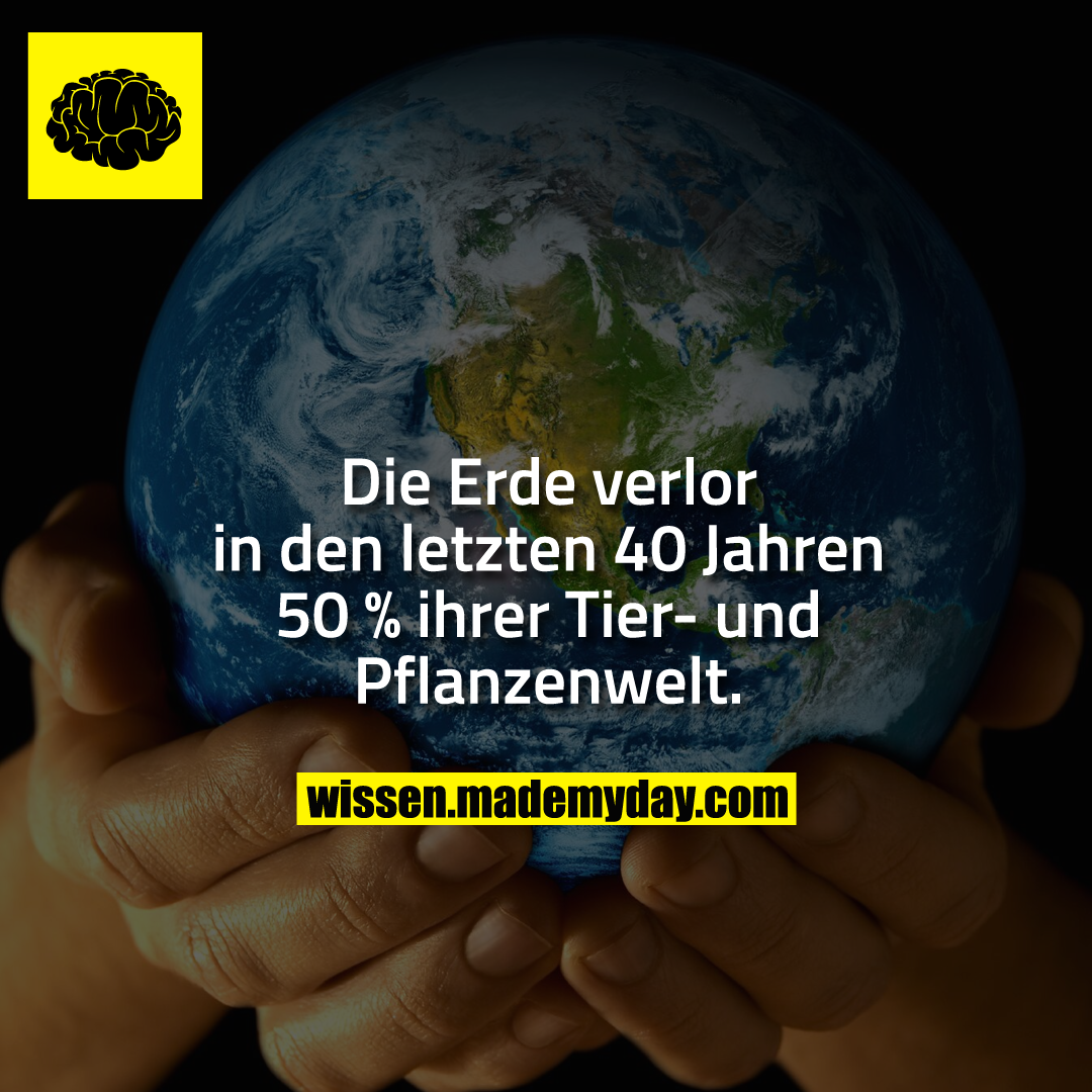 Die Erde verlor in den letzten 40 Jahren 50 % ihrer Tier- und Pflanzenwelt.