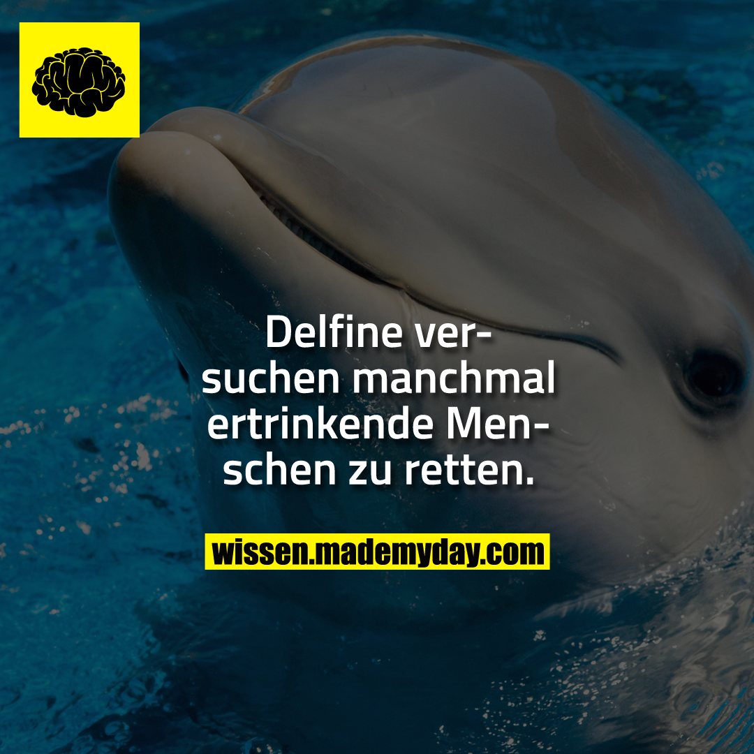 Delfine versuchen manchmal ertrinkende Menschen zu retten.