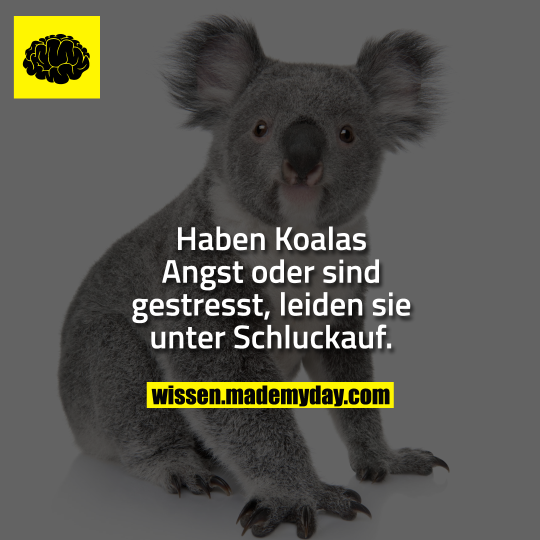 Haben Koalas Angst oder sind gestresst, leiden sie unter Schluckauf.