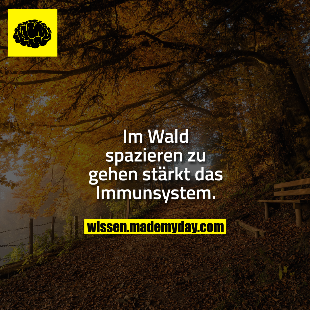 Im Wald spazieren zu gehen stärkt das Immunsystem.
