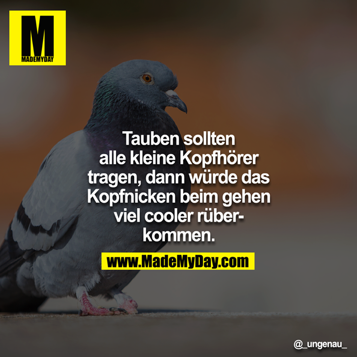 Tauben sollten alle kleine Kopfhörer tragen, dann würde das Kopfnicken beim gehen viel cooler rüberkommen.