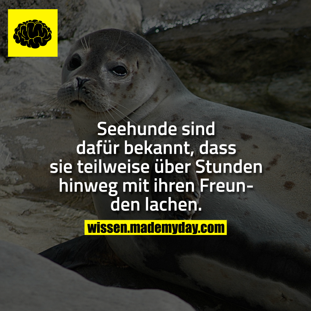 Seehunde sind dafür bekannt, dass sie teilweise über Stunden hinweg mit ihren Freunden lachen.