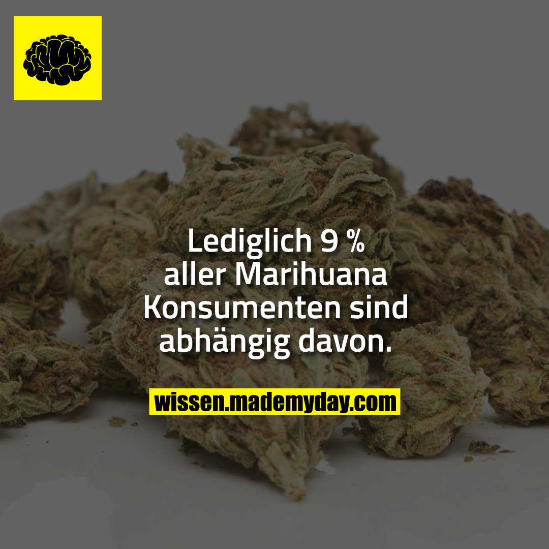 Lediglich 9 % aller Marihuana Konsumenten sind abhängig davon.