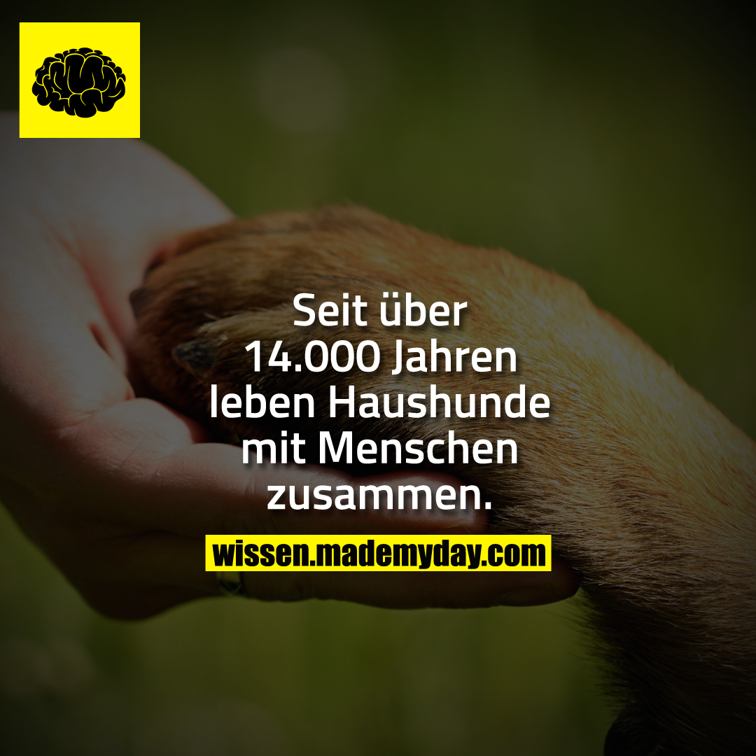 Seit über 14.000 Jahren leben Haushunde mit Menschen zusammen.