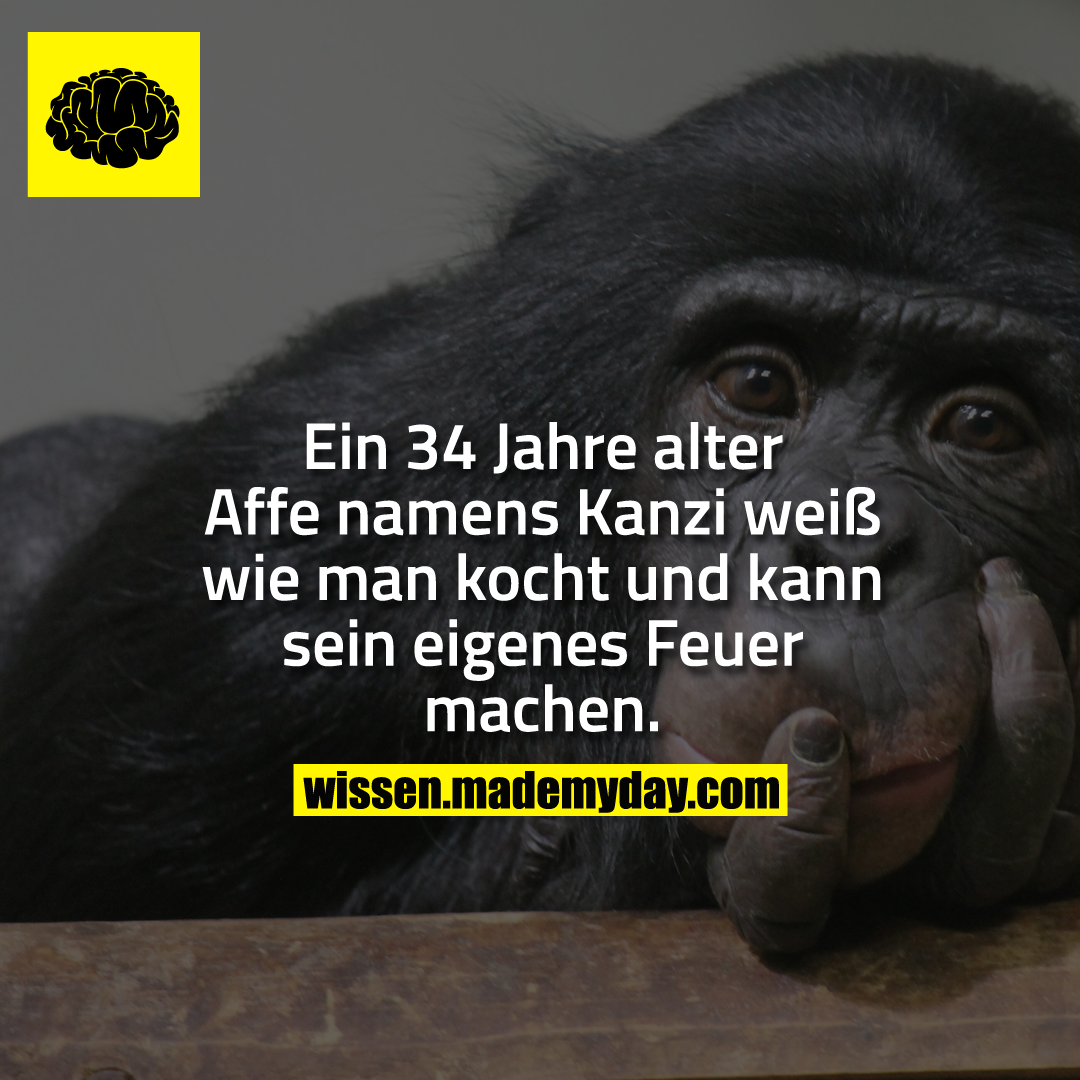 Ein 34 Jahre alter Affe namens Kanzi weiß wie man kocht und kann sein eigenes Feuer machen.