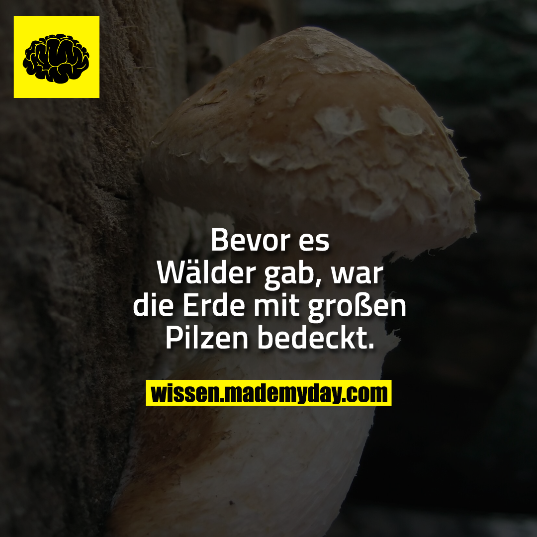 Bevor es Wälder gab, war die Erde mit großen Pilzen bedeckt.