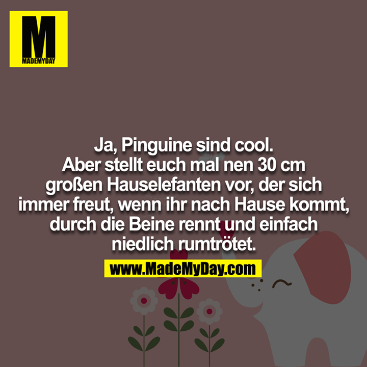 Ja Pinguine sind cool, aber stellt euch mal 'nen 30 cm großen Hauselefanten vor, der sich immer freut, wenn ihr nach Hause kommt, durch die Beine rennt und einfach niedlich rumtrötet?!<br />
