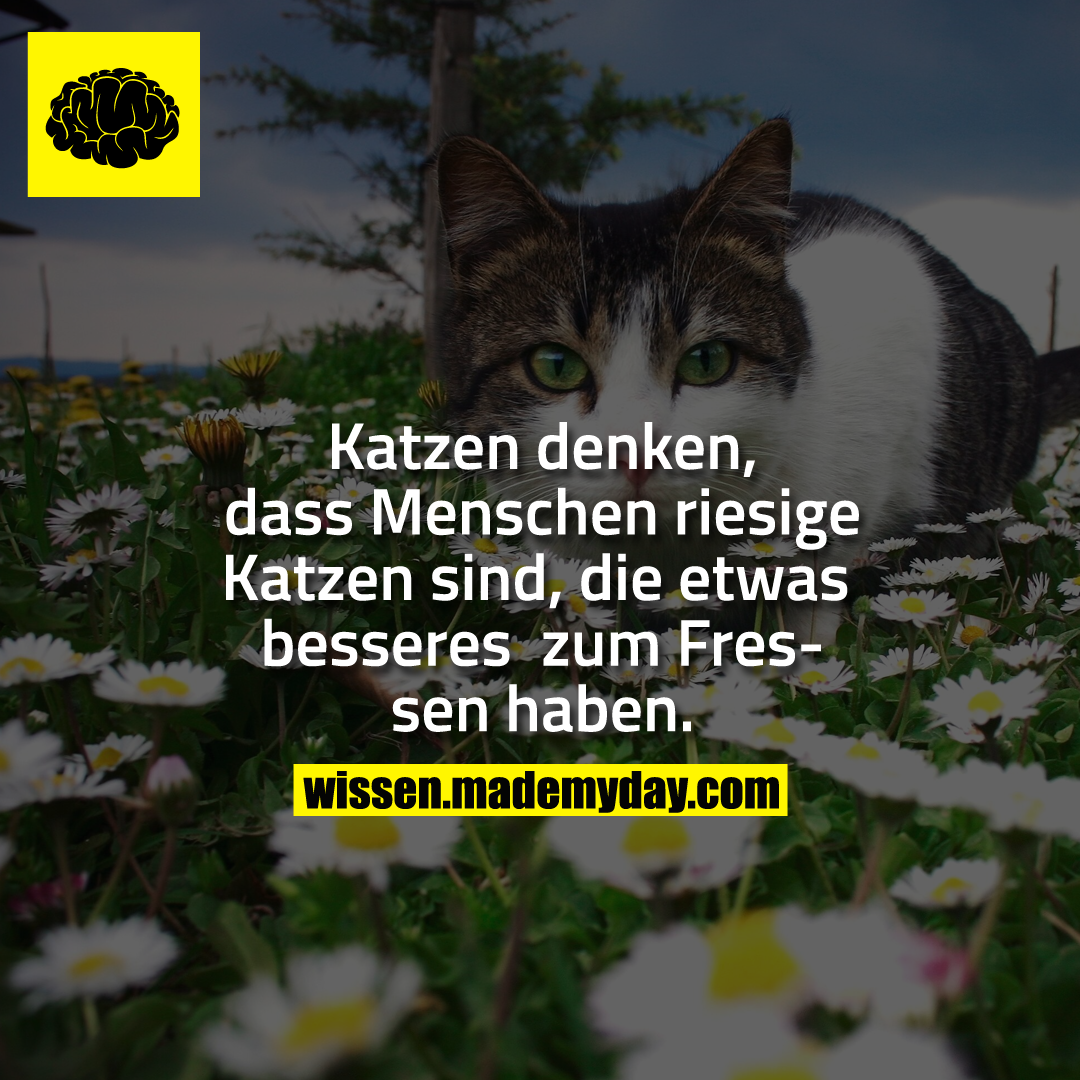 Katzen denken, dass Menschen riesige Katzen sind, die etwas besseres zum Fressen haben.