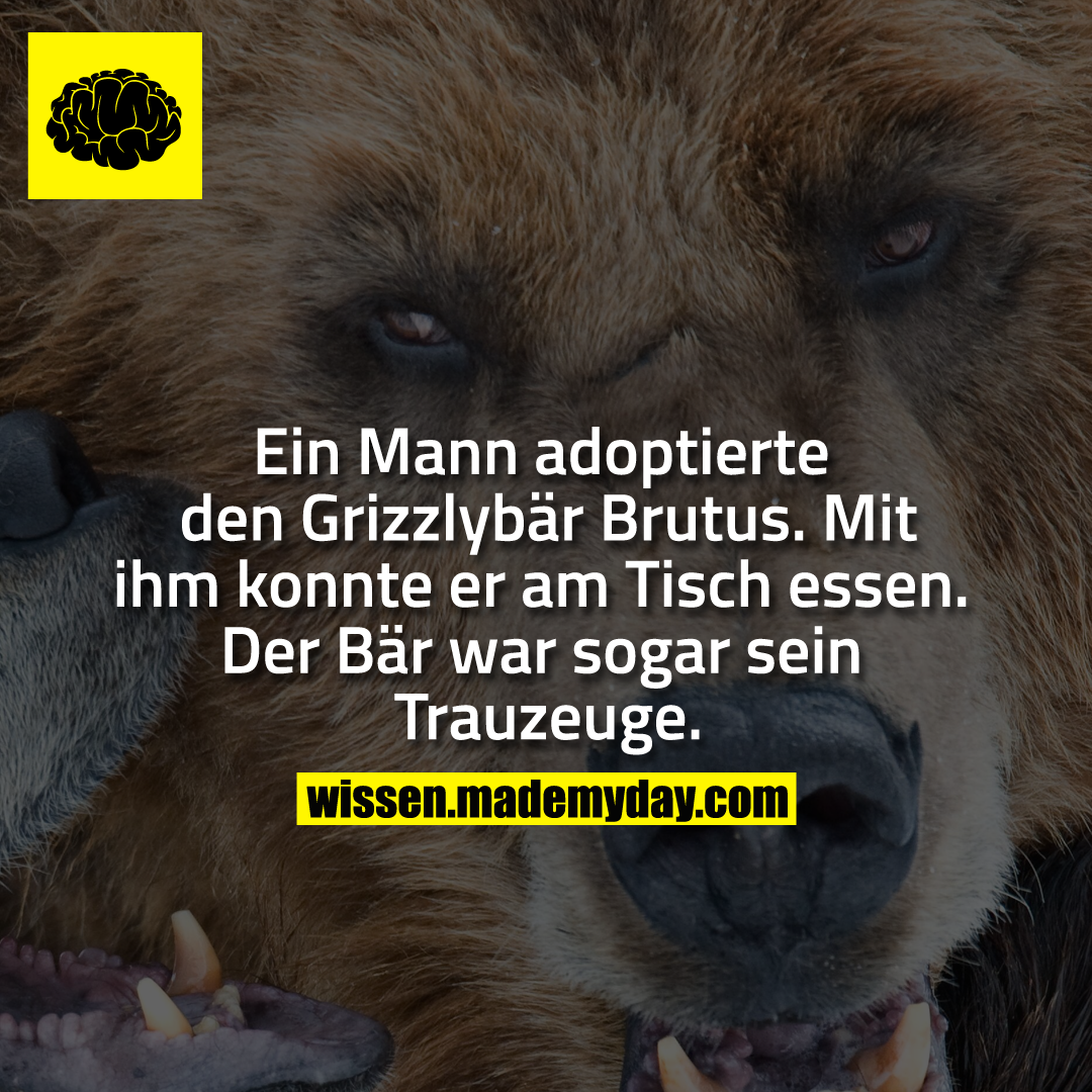 Ein Mann adoptierte den Grizzlybär Brutus. Mit ihm konnte er am Tisch essen. Der Bär war sogar sein Trauzeuge.