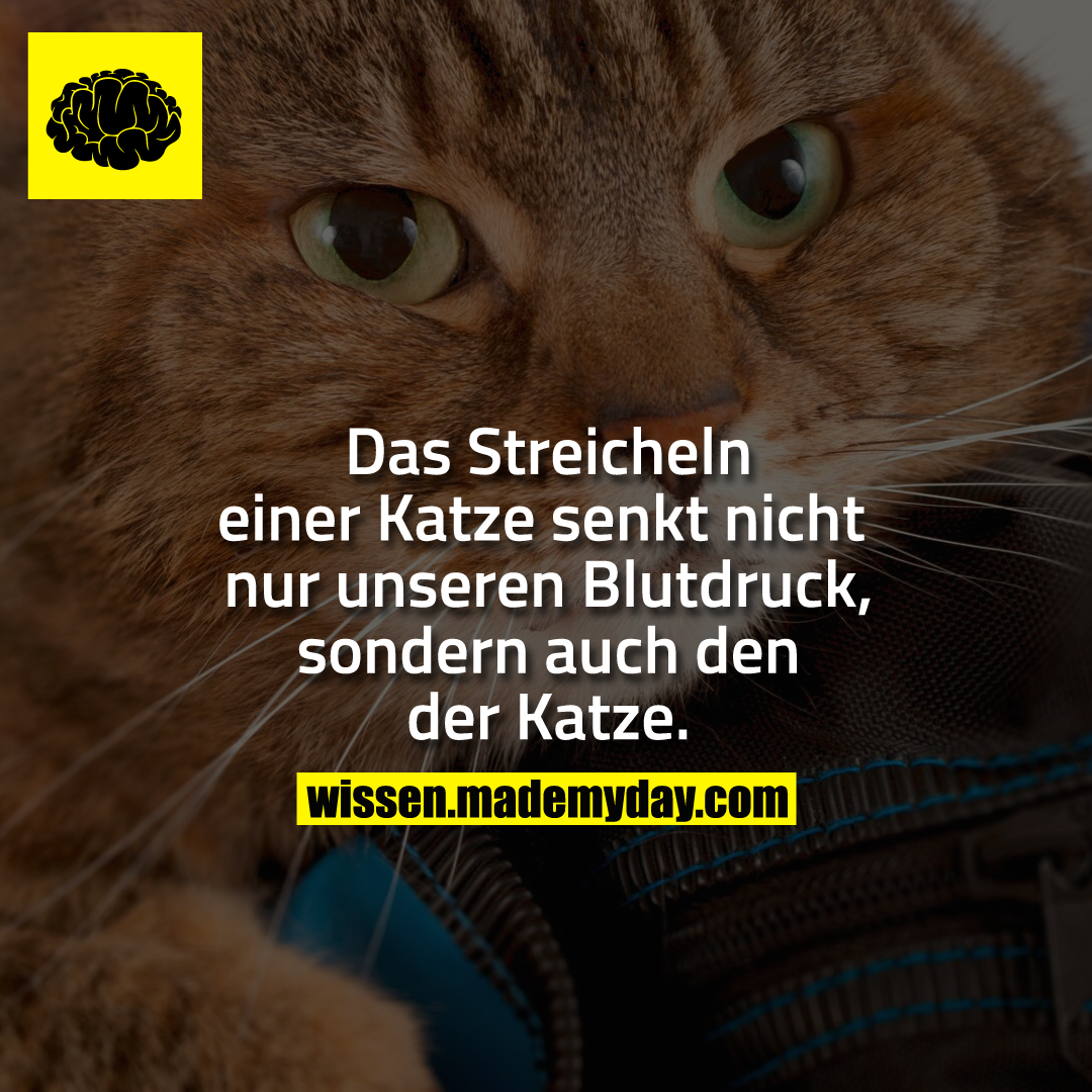 Das Streicheln einer Katze senkt nicht nur unseren Blutdruck, sondern auch den der Katze.