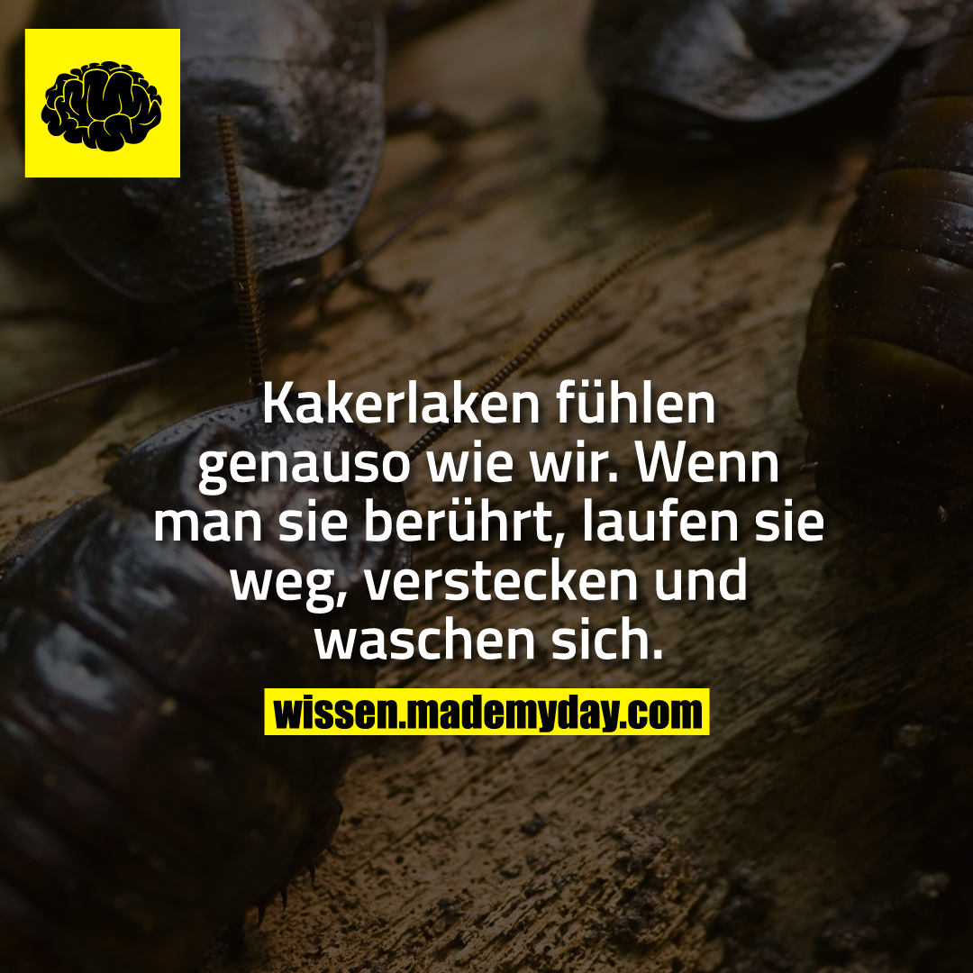 Kakerlaken fühlen genauso wie wir. Wenn man sie berührt, laufen sie weg, verstecken und waschen sich.