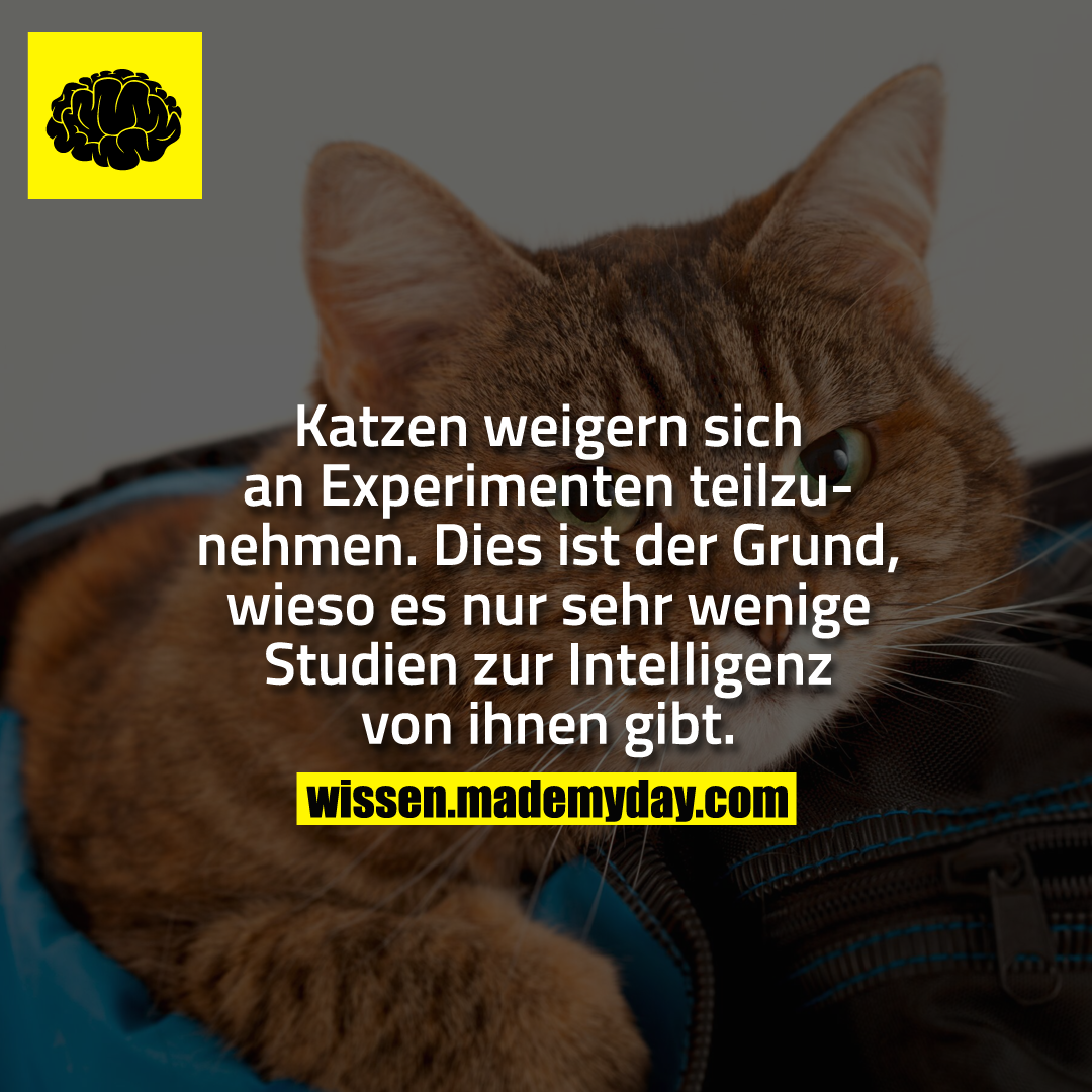Katzen weigern sich an Experimenten teilzunehmen. Dies ist der Grund, wieso es nur sehr wenige Studien zur Intelligenz von ihnen gibt.