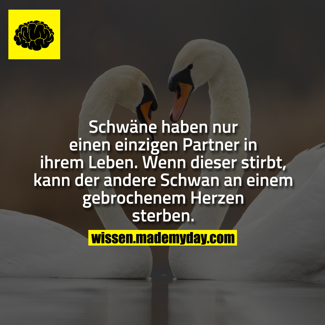 Schwäne haben nur einen einzigen Made My Day