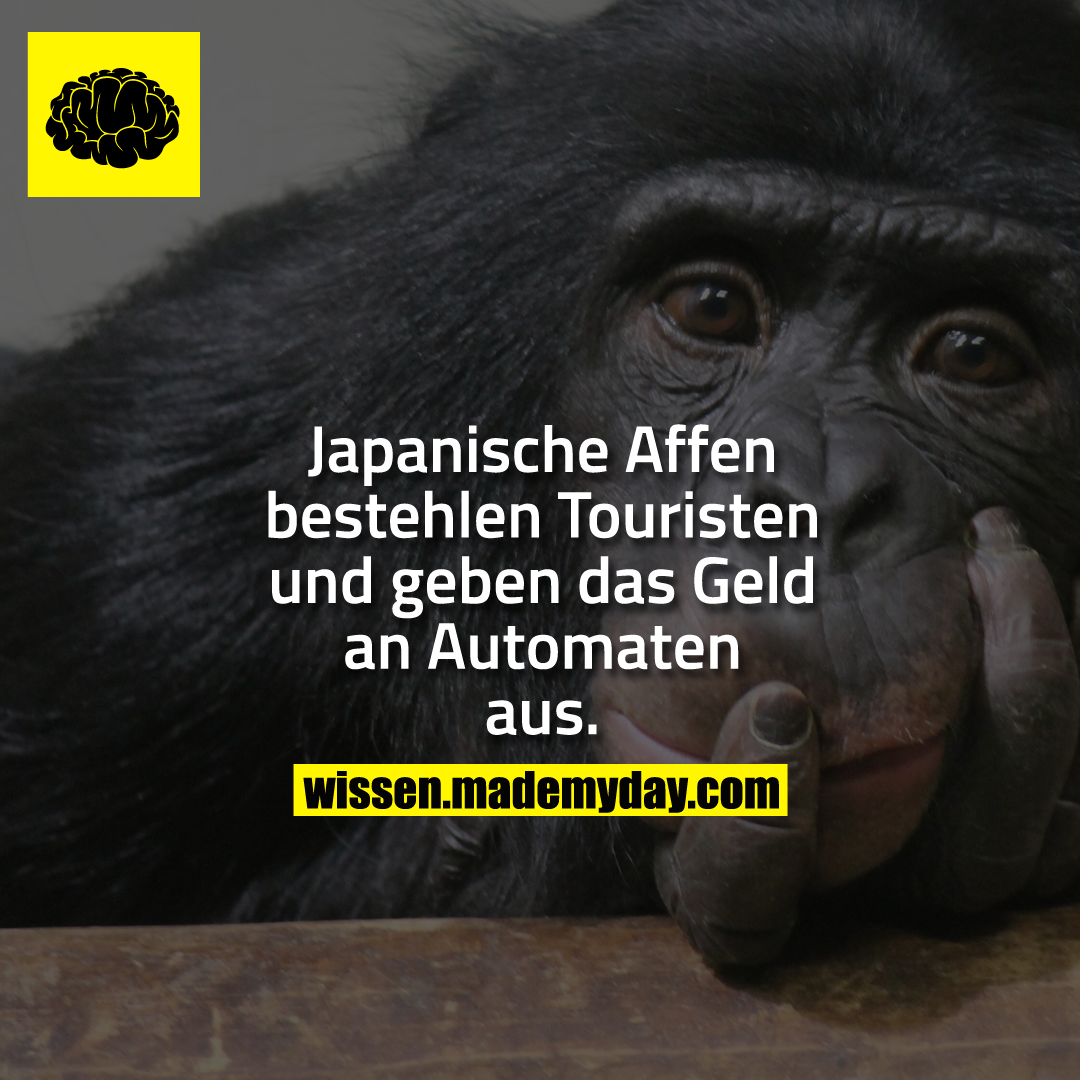 Japanische Affen bestehlen Touristen und geben das Geld an Automaten aus.