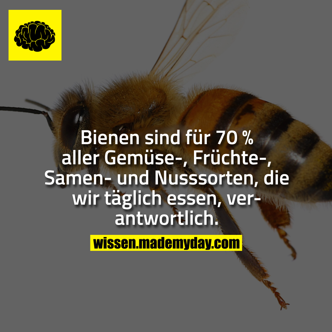 Bienen sind für 70 % aller Gemüse-, Früchte-, Samen- und Nusssorten, die wir täglich essen, verantwortlich.
