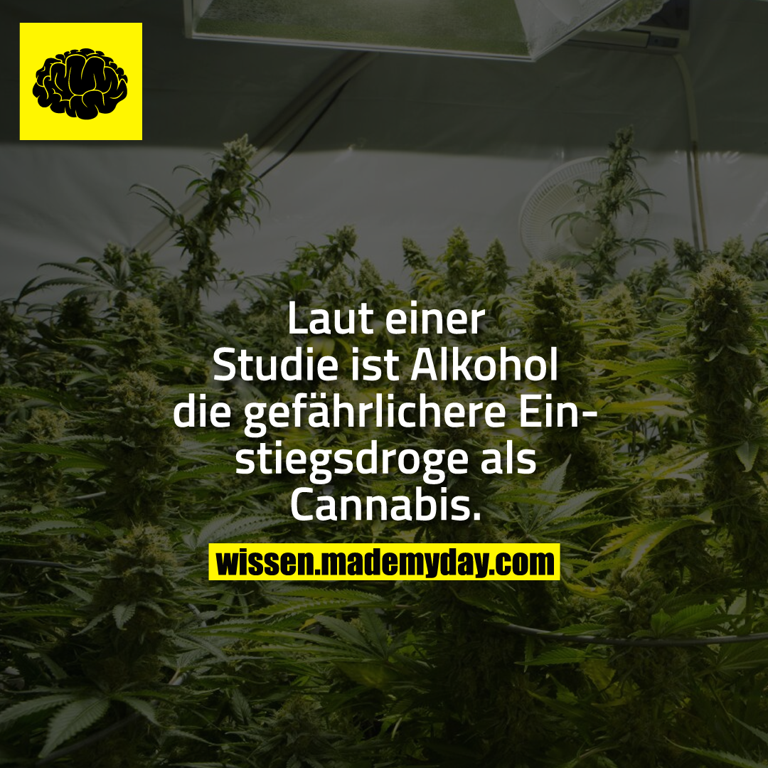 Laut einer Studie ist Alkohol die gefährlichere Einstiegsdroge als Cannabis.
