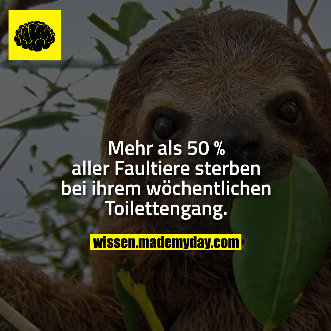 Mehr als 50 % aller Faultiere sterben bei ihrem wöchentlichen Toilettengang.