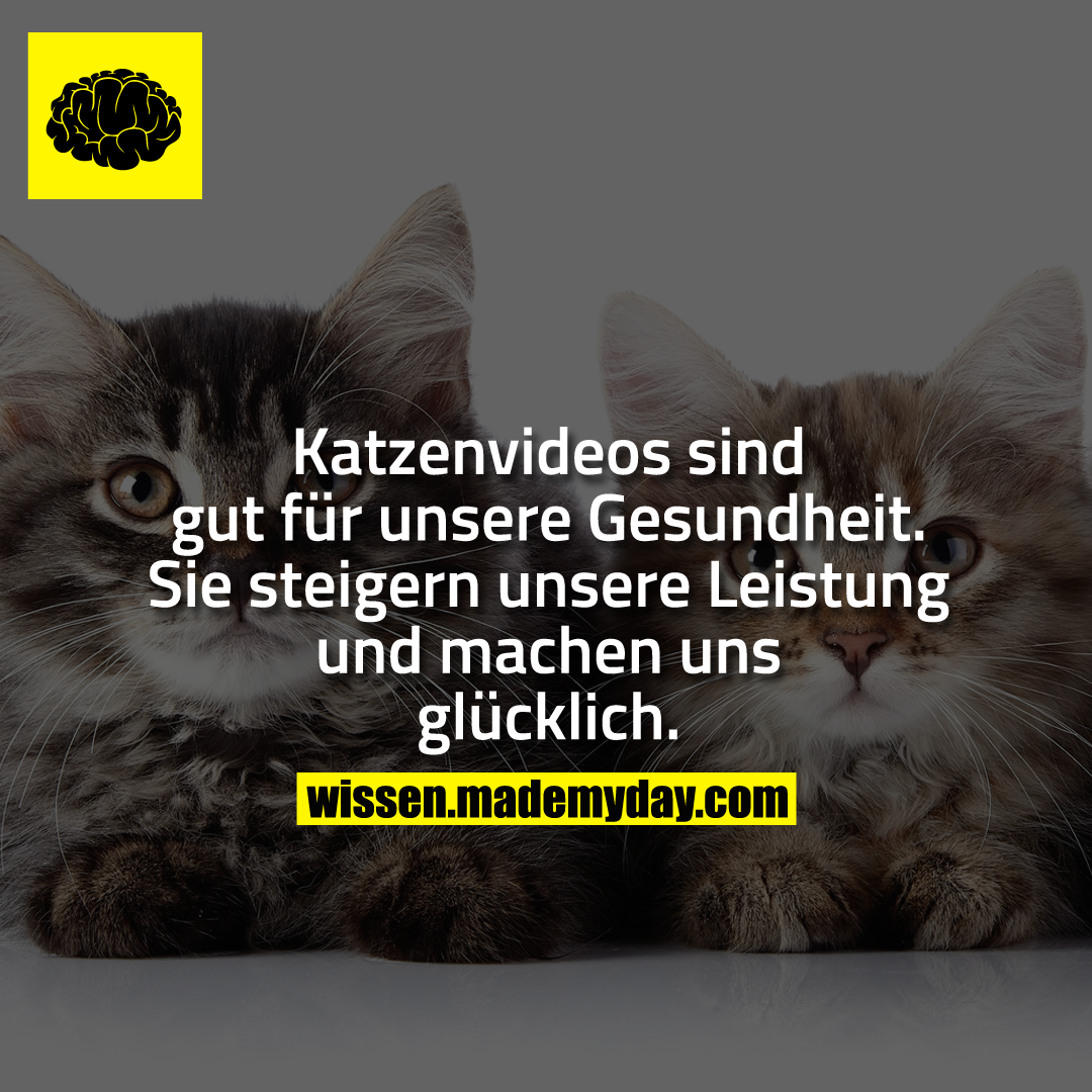Katzenvideos sind gut für unsere Gesundheit. Sie steigern unsere Leistung und machen uns glücklich.