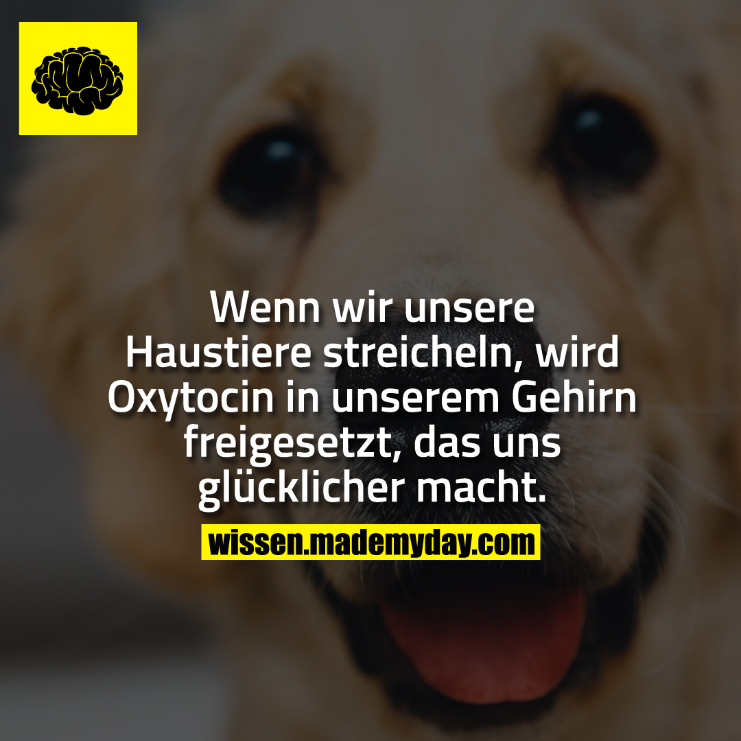 Wenn wir unsere Haustiere streicheln, wird Oxytocin in unserem Gehirn freigesetzt, das uns glücklicher macht.