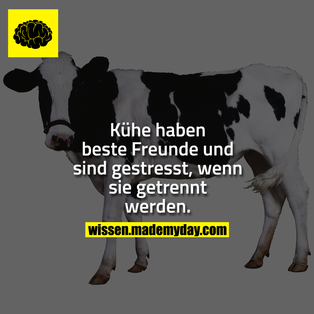 Kühe haben beste Freunde und sind gestresst, wenn sie getrennt werden.