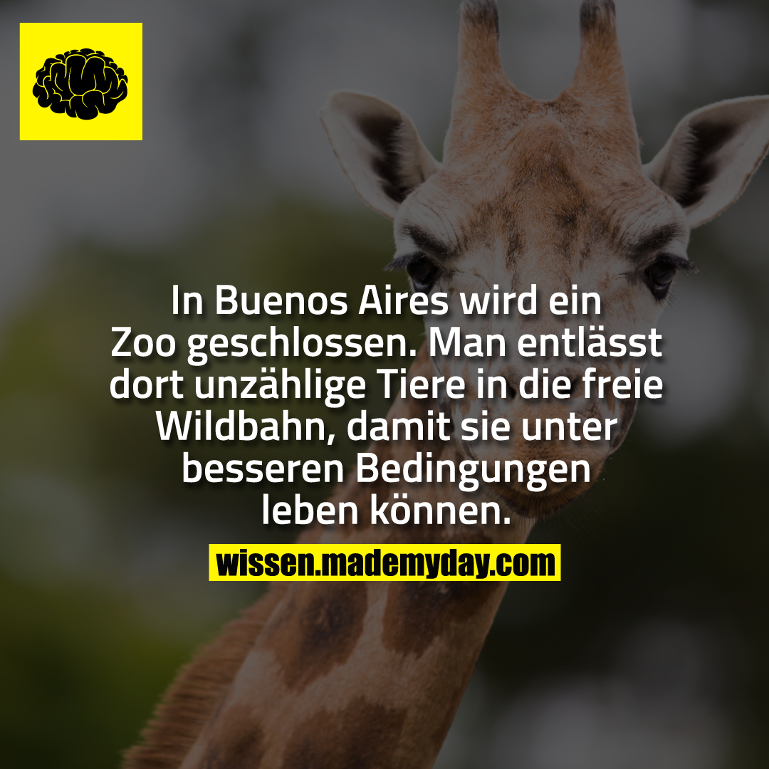 In Buenos Aires wird ein Zoo geschlossen.<br />
Man entlässt dort unzählige Tiere in die freie Wildbahn, damit sie unter besseren Bedingungen leben können.