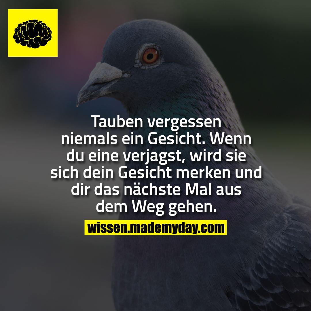 Tauben Vergessen Niemals Ein Gesicht Made My Day