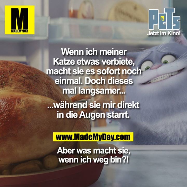 Wenn ich meiner Katze etwas verbiete, macht sie es sofort noch einmal. Doch dieses mal langsmer... während sie mir direkt in die Augen starrt. Aber was macht sie wenn ich weg bin?