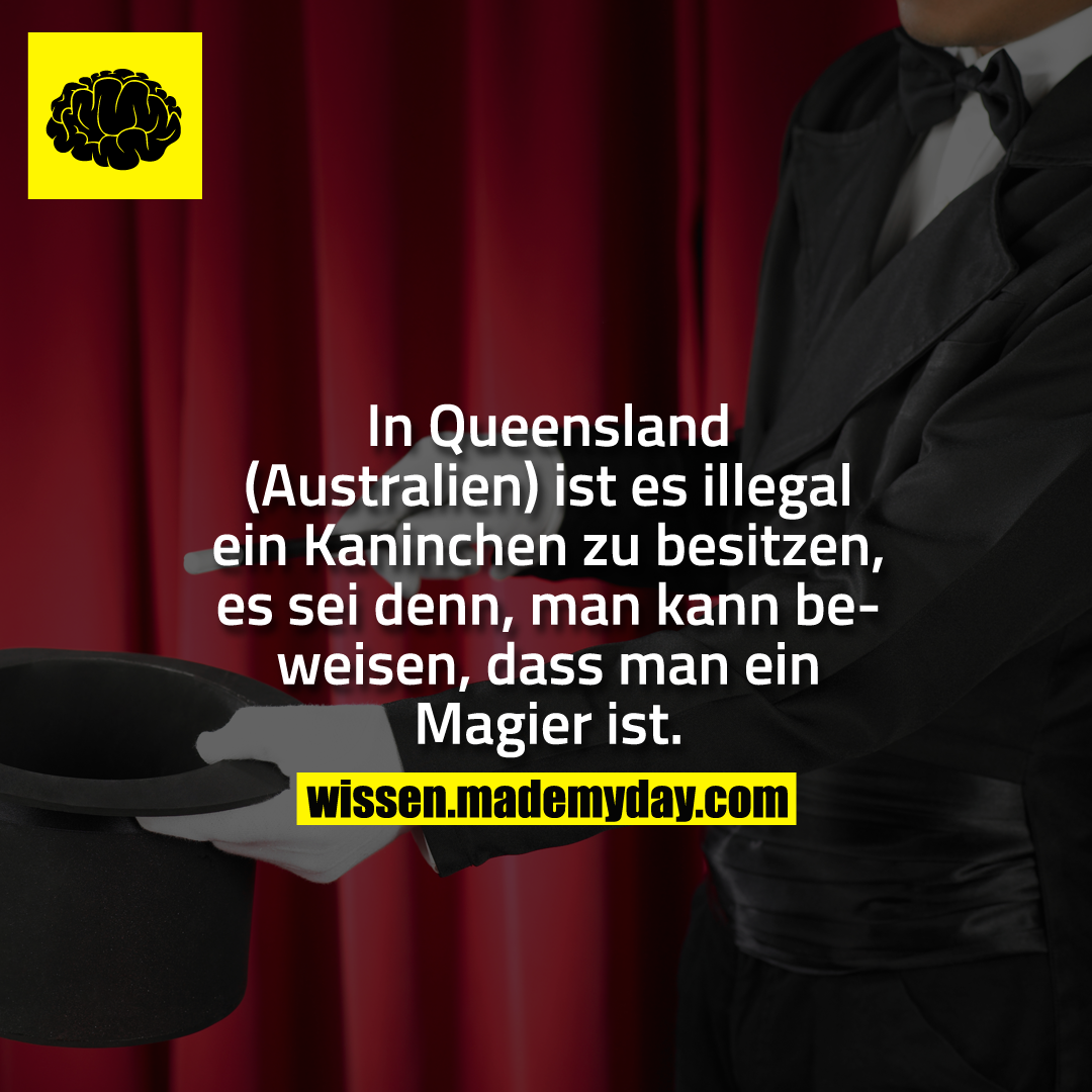 In Queensland (Australien) ist es illegal ein Kaninchen zu besitzen, es sei denn, man kann beweisen, dass man ein Magier ist.