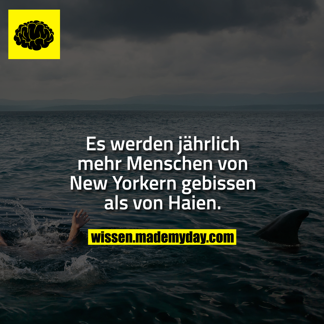 Es werden jährlich mehr Menschen von New Yorkern gebissen als von Haien.