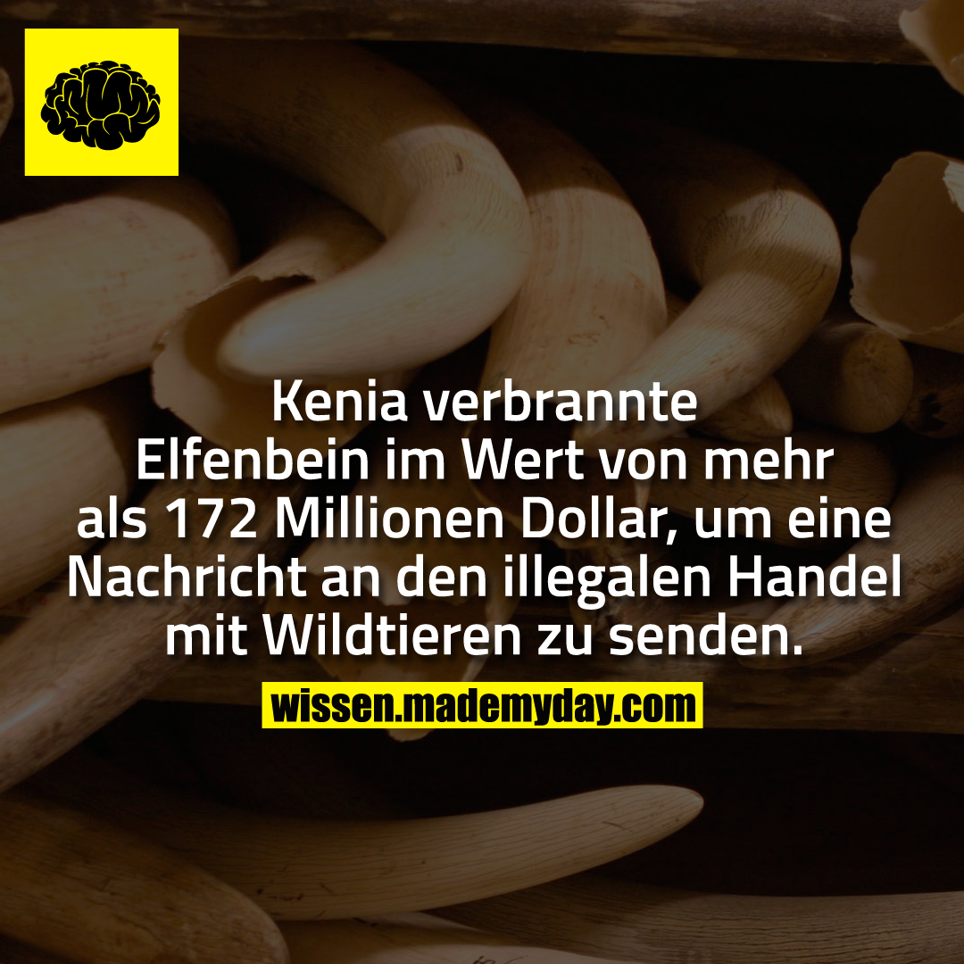 Kenia verbrannte Elfenbein im Wert von mehr als 172 Millionen Dollar, um eine Nachricht an den illegalen Handel mit Wildtieren zu senden.