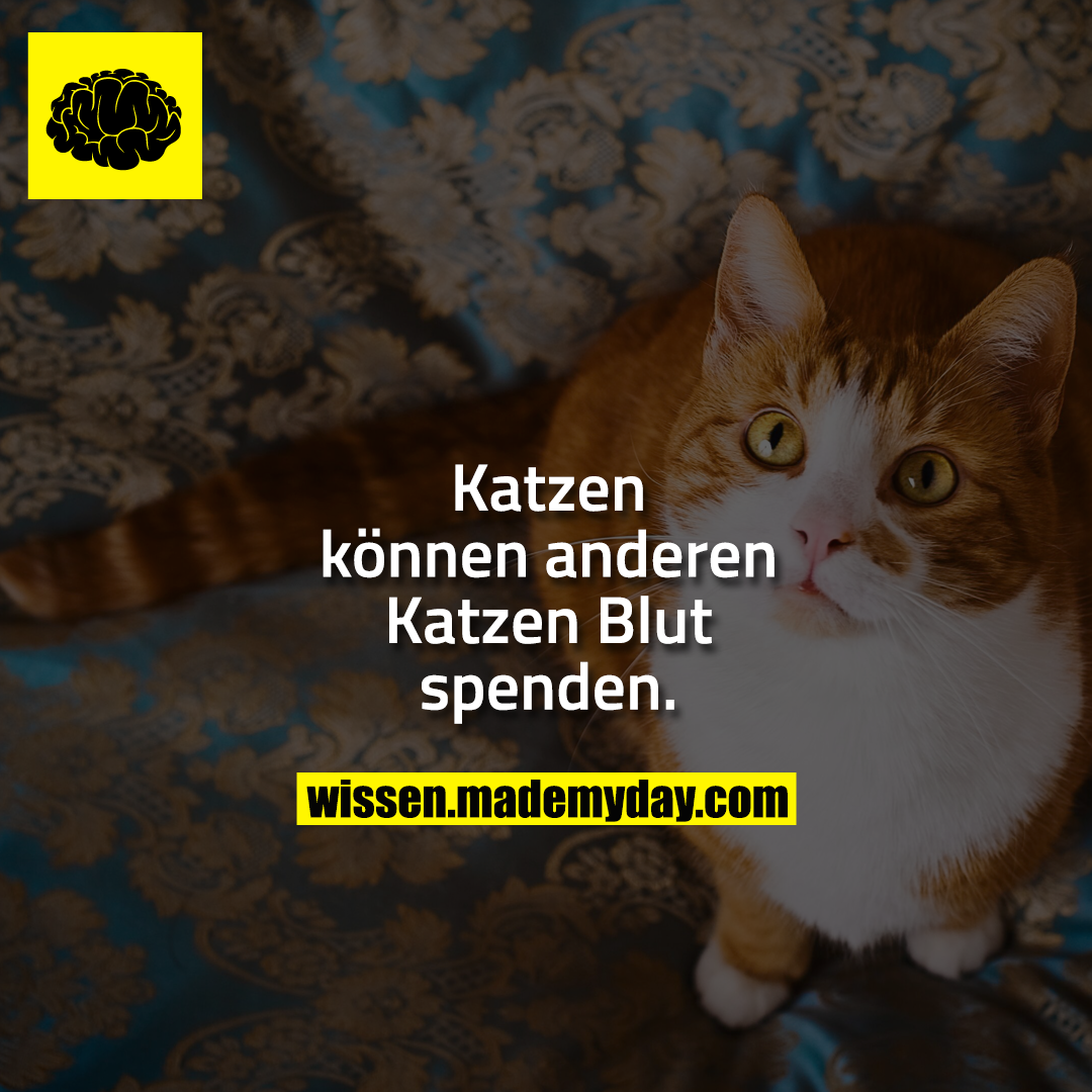 Katzen können anderen Katzen Blut spenden.
