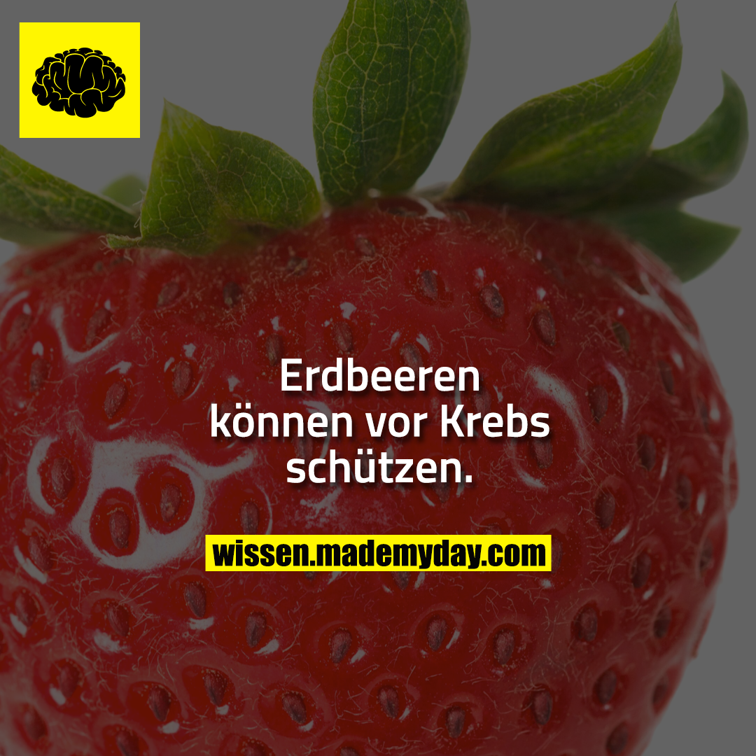 Erdbeeren können vor Krebs schützen.