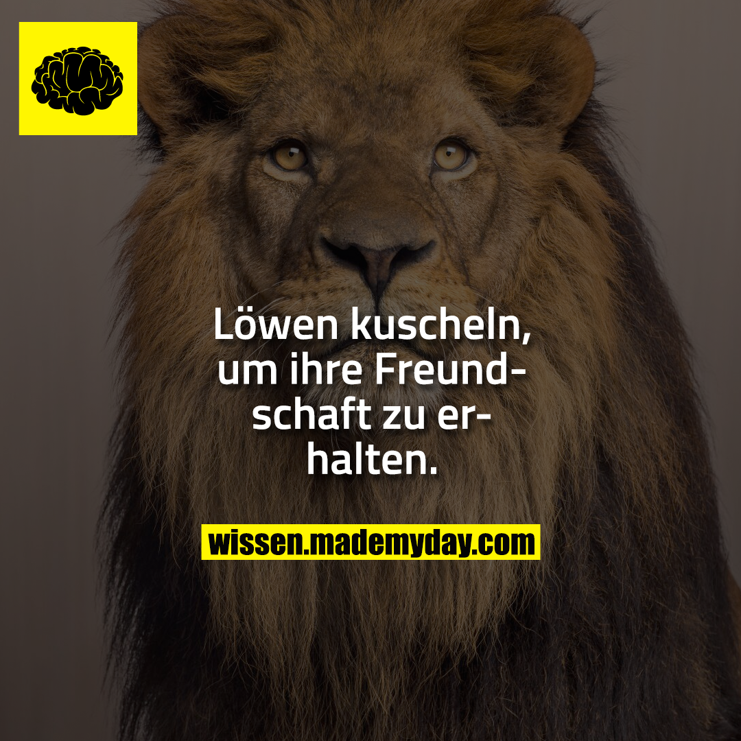 Löwen kuscheln, um ihre Freundschaft zu erhalten.