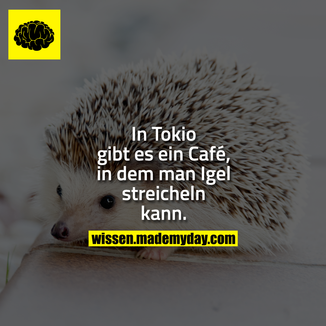 In Tokio gibt es ein Café, in dem man Igel streicheln kann.
