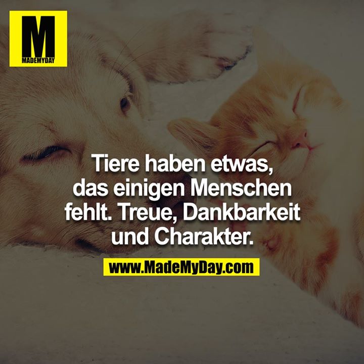 Tiere haben etwas, das einigen Menschen fehlt. Treue, Dankbarkeit und Charakter<br />
