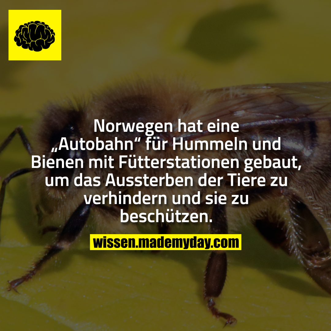 Norwegen hat eine „Autobahn“ für Hummeln und Bienen mit Fütterstationen gebaut, um das Aussterben der Tiere zu verhindern und sie zu beschützen.