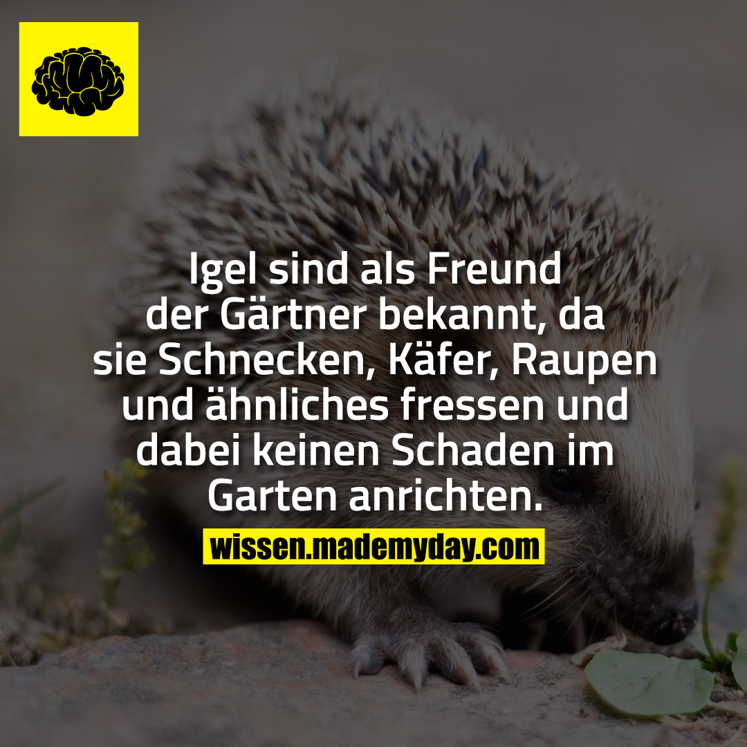 Igel sind als Freund der Gärtner bekannt, da sie Schnecken, Käfer, Raupen und ähnliches fressen und dabei keinen Schaden im Garten anrichten.