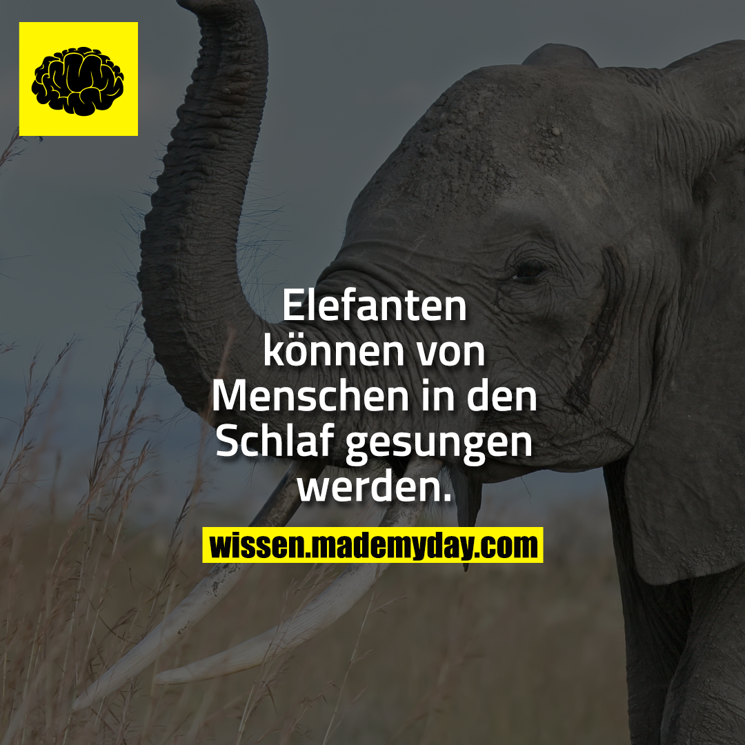 Elefanten können von Menschen in den Schlaf gesungen werden.