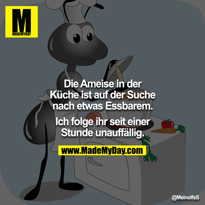 Die Ameise in der Küche, ist auf der Suche nach etwas Essbaren <br />
Ich folge ihr seit einer Stunde unauffällig