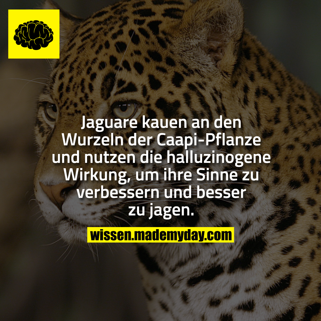 Jaguare kauen an den Wurzeln der Caapi-Pflanze und nutzen die halluzinogene Wirkung, um ihre Sinne zu verbessern und besser zu jagen.