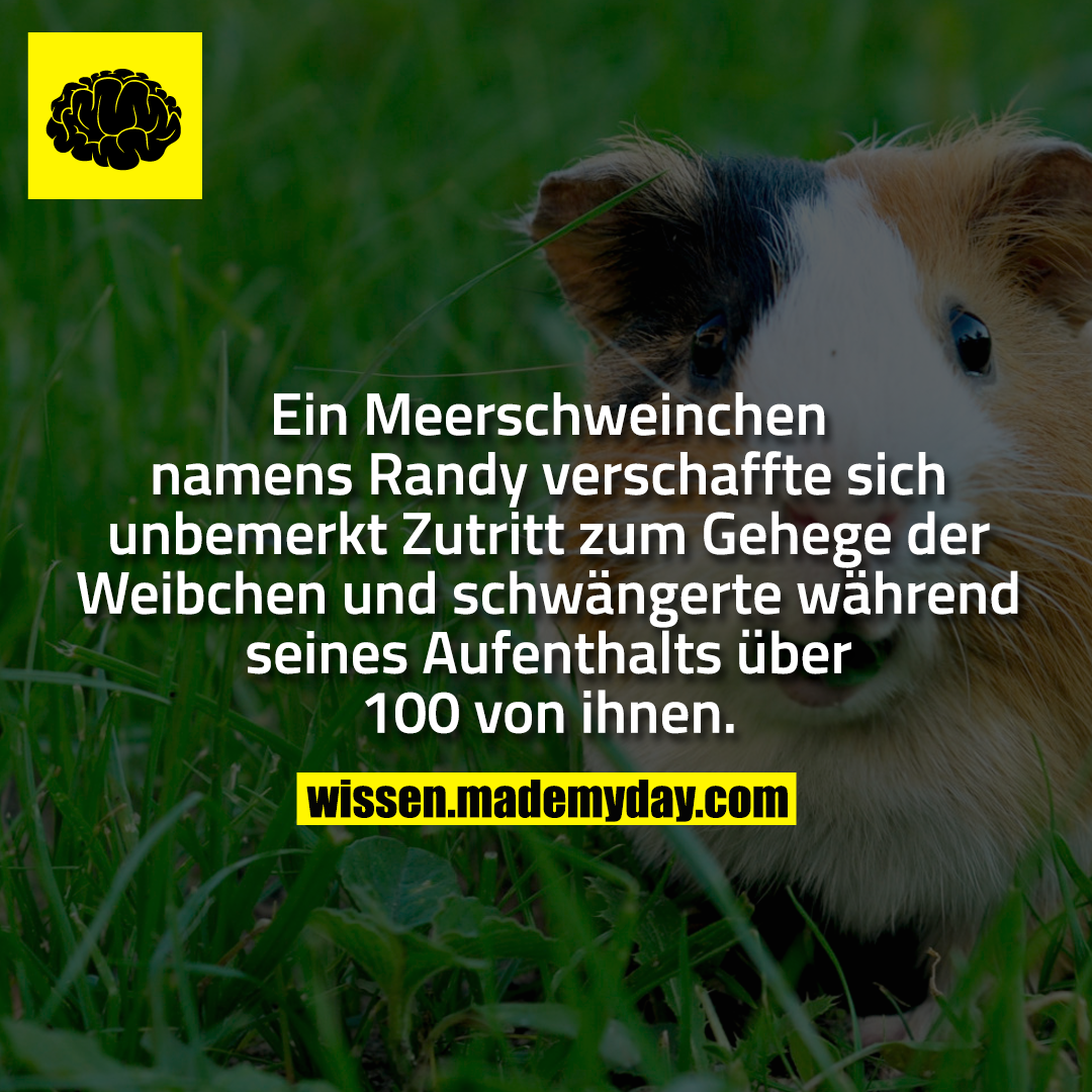 Ein Meerschweinchen namens Randy verschaffte sich unbemerkt Zutritt zum Gehege der Weibchen und schwängerte während seines Aufenthalts über 100 von ihnen.