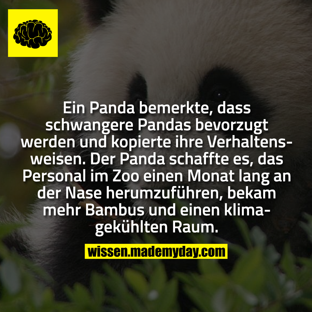 Ein Panda bemerkte, dass schwangere Pandas bevorzugt werden und kopierte ihre Verhaltensweisen. Der Panda schaffte es, das Personal im Zoo einen Monat lang an der Nase herumzuführen, bekam mehr Bambus und einen klimagekühlten Raum.