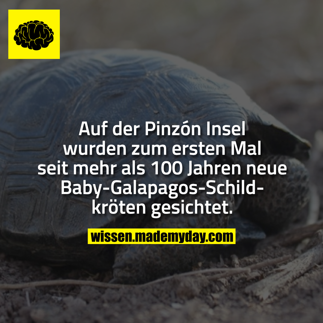 Auf der Pinzón Insel wurden zum ersten Mal seit mehr als 100 Jahren neue Baby-Galapagos-Schildkröten gesichtet.
