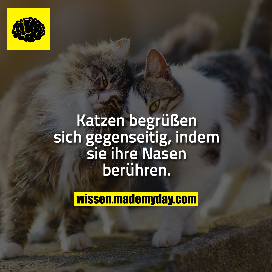 Katzen begrüßen sich gegenseitig, indem sie ihre Nasen berühren.