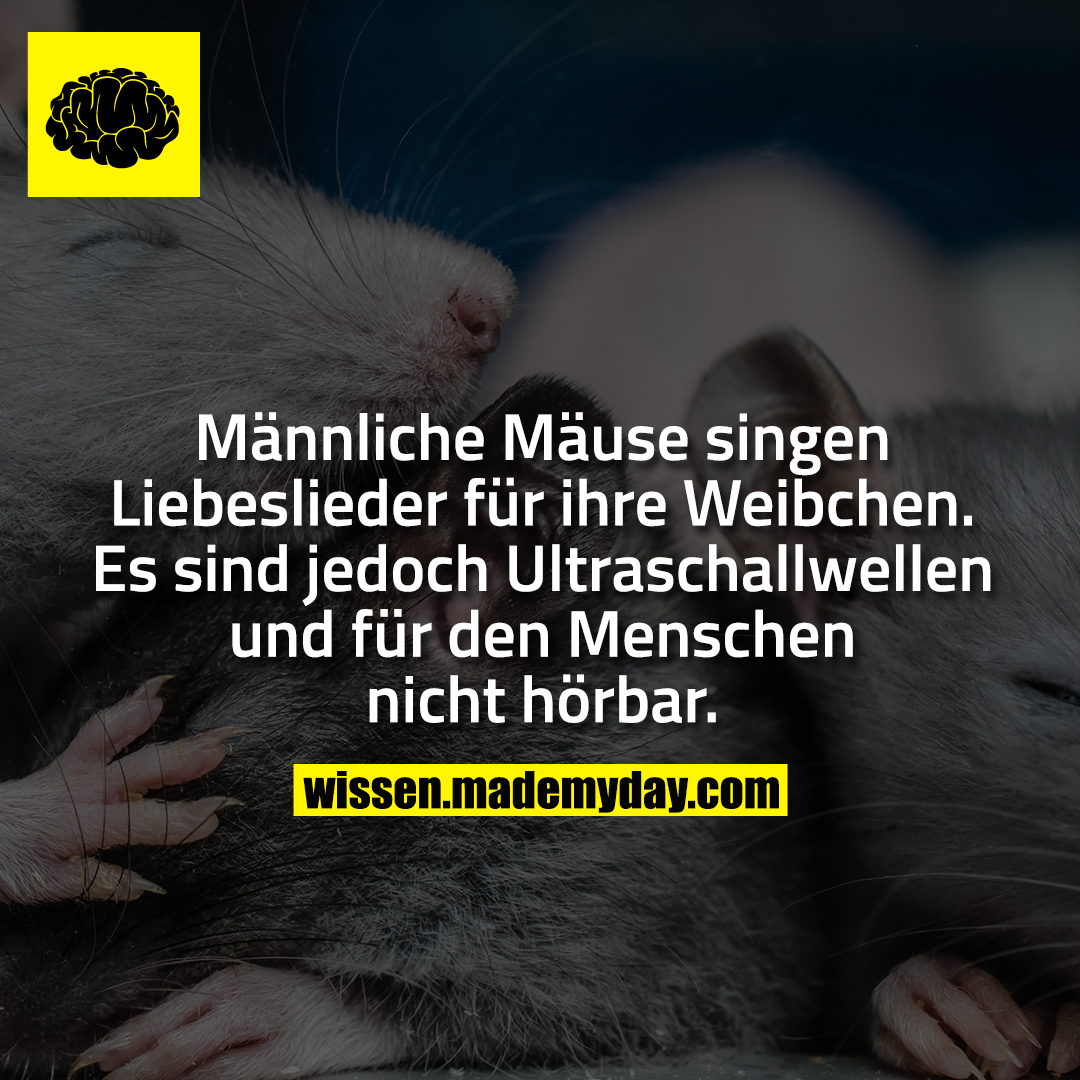 Männliche Mäuse singen Liebeslieder für ihre Weibchen. Es sind jedoch Ultraschallwellen und für den Menschen nicht hörbar.
