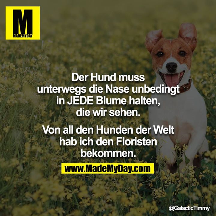 Der Hund muss unterwegs die Nase unbedingt in JEDE Blume halten, die wir sehen.<br />
<br />
Von all den Hunden der Welt hab ich den Floristen bekommen.