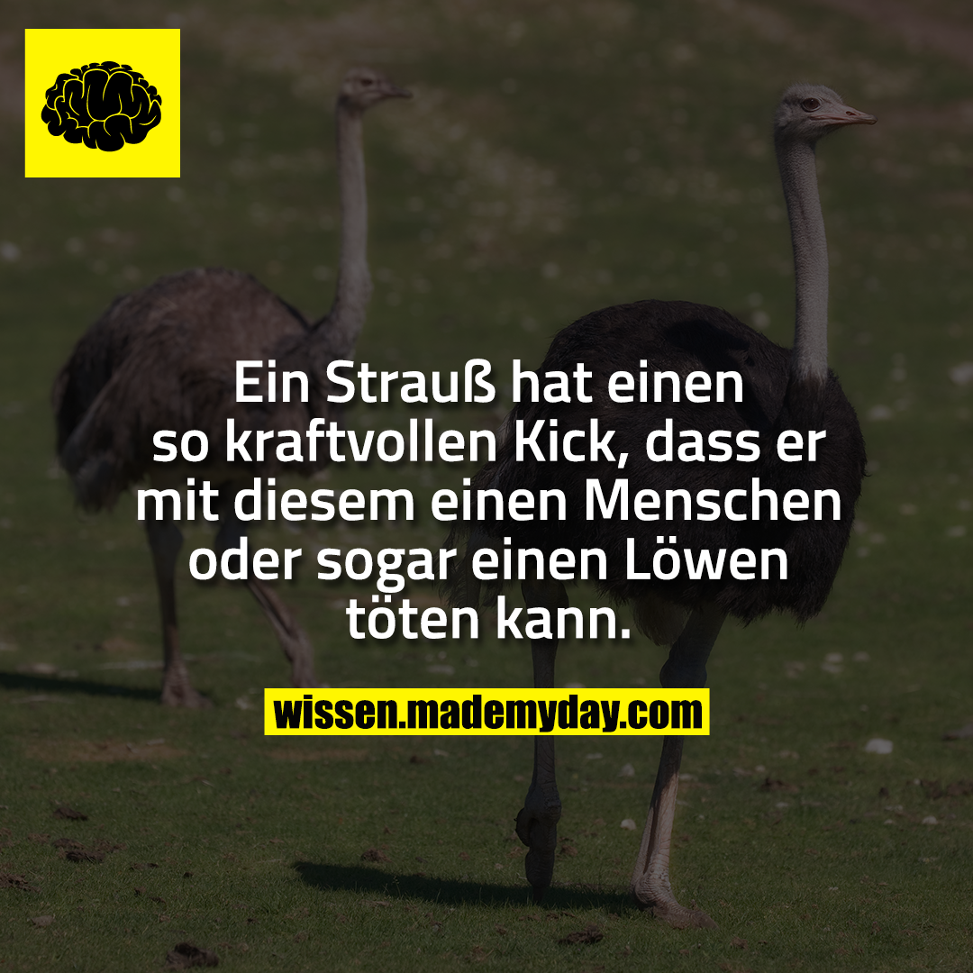 Ein Strauß hat einen so kraftvollen Kick, dass er mit diesem einen Menschen oder sogar einen Löwen töten kann.