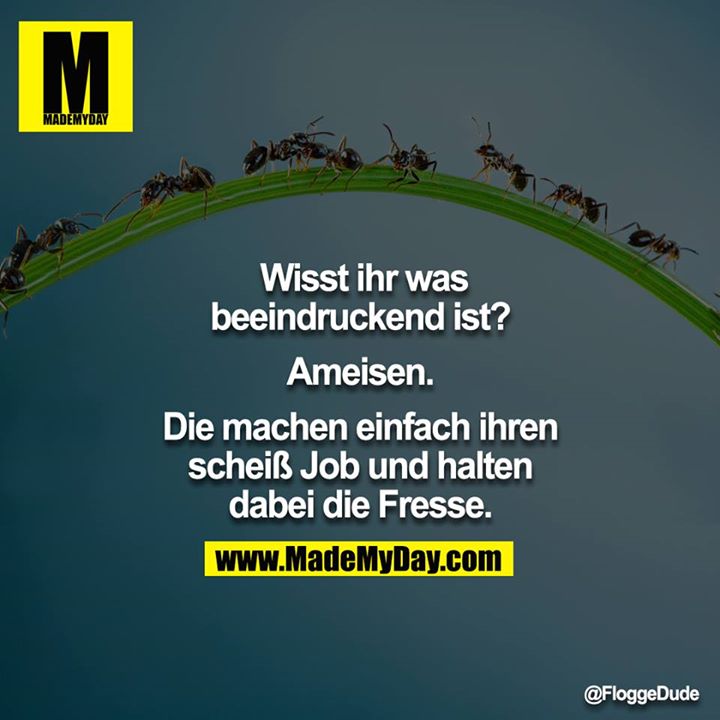 Wisst ihr was beeindruckend ist?<br />
<br />
Ameisen.<br />
<br />
Die machen einfach ihren scheiß Job und halten dabei die Fresse.